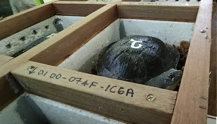 13-kura-kura-langka-yang-dinamai-Kura-kura-Leher-Ular-Rote-direpatriasi-dari-Kebun-Binatang-di-Singapura-ke-Kota-Kupang-Kamis-23-September-2021.-Ra-KatongNTT.com