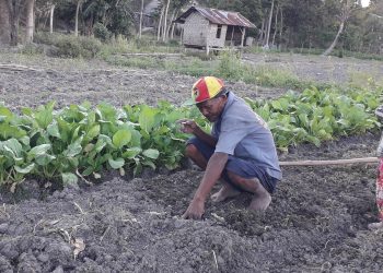 Ilustrasi petani di Sumba, Provinsi Nusa Tenggara Timur. (KatongNTT.com)