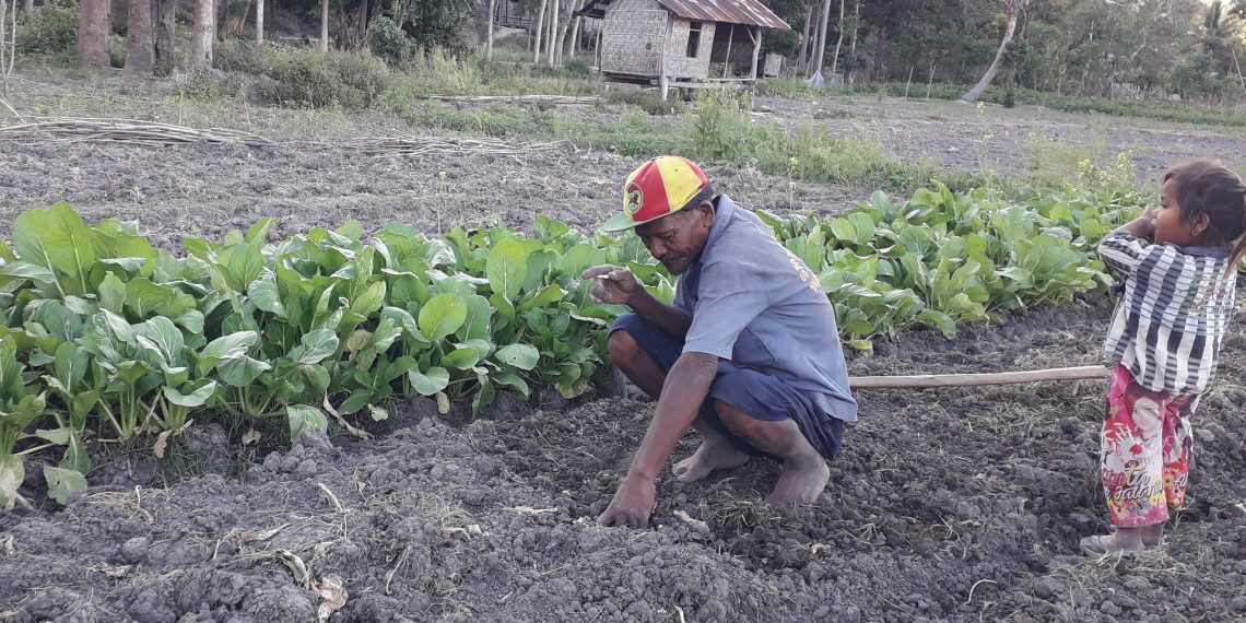 Markus-petani-di-Sumba-membersihkan-lahan-pertanian-miliknya-yang-kesulitan-air-karena-musim-kemarau-ekstrim-Rabu-1-September-2021. (Al-KatongNTT.com)