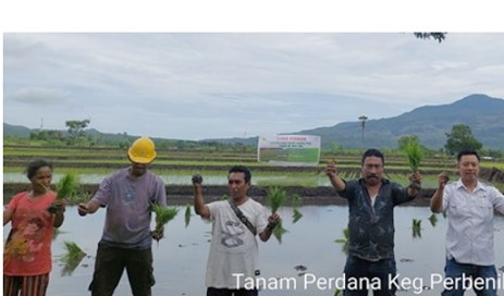 Penanaman perdana padi varietas Inpari IR Nutri Zinc untuk atasi Stunting di Desa Konga, Kecamatan Titehena, Flores Timur, NTT Desember 2021. (BPTP)