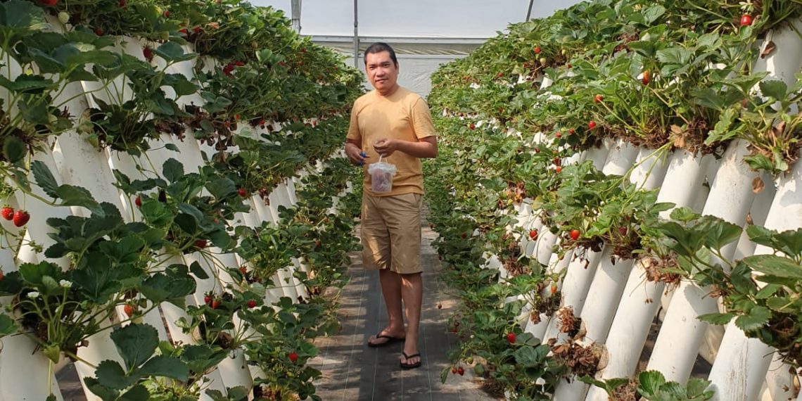 Seorang WNI asal NTT, Robert Raya di kebun ceri milik petani Australia. (Dok. KatongNTT)