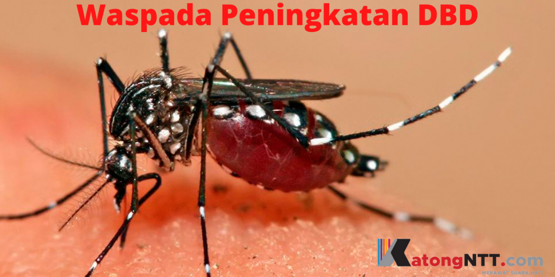 Ilustrasi : Waspada, kasus DBD di NTT meningkat drastis (Joe-KatongNTT)