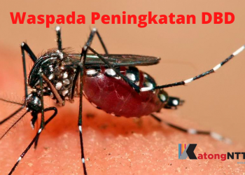 Ilustrasi : Waspada, kasus DBD di NTT meningkat drastis (Joe-KatongNTT)