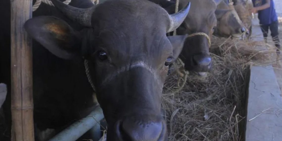 Petugas memberi makan sapi yang ditampung di kandang milik Balai Karantina Hewan NTT sebelum dikirim ke daerah tujuan di Kupang,NTT,Jumat(13/5/2022). ANTARA FOTO/Kornelis Kaha.