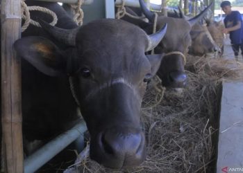 Petugas memberi makan sapi yang ditampung di kandang milik Balai Karantina Hewan NTT sebelum dikirim ke daerah tujuan di Kupang,NTT,Jumat(13/5/2022). ANTARA FOTO/Kornelis Kaha.