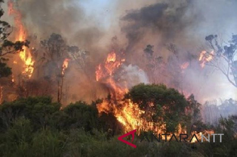 Ilustrasi - Kebakaran hutan yang terjadi di Pulau Komodo, Flores, NTT, beberapa waktu lalu, di luar di kawasan lahan wisata Taman Nasional Komodo (TNK). (ANTARA Foto)