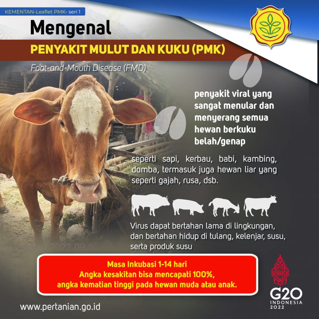 Mengenal penyakit PMK pada hewan ternak seperti sapi. (Dokumen KatongNTT)