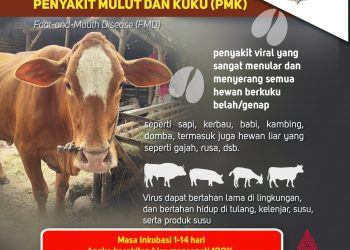 Mengenal penyakit PMK pada hewan ternak seperti sapi. (Dokumen KatongNTT)