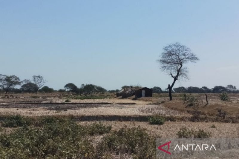 Ilustrasi - Lahan pertanian yang kering akibat hari tanpa hujan di Kabupaten Kupang, Pulau Timor, NTT. (ANTARA/Aloysius Lewokeda)