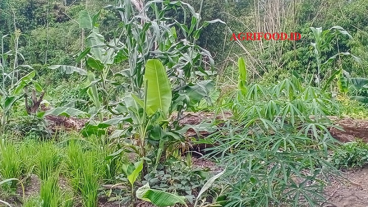 Ilustrasi produksi pertanian