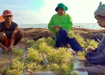 Petani rumput laut di NTT meradang pasca terbitnya pergub yang melarang pengiriman ke luar daerah (Joe-KatongNTT)