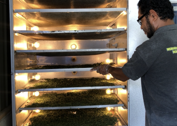 Proses Pengeringan Kelor untuk membuat Teh dan Tepung Kelor (Ruth-KatongNTT)