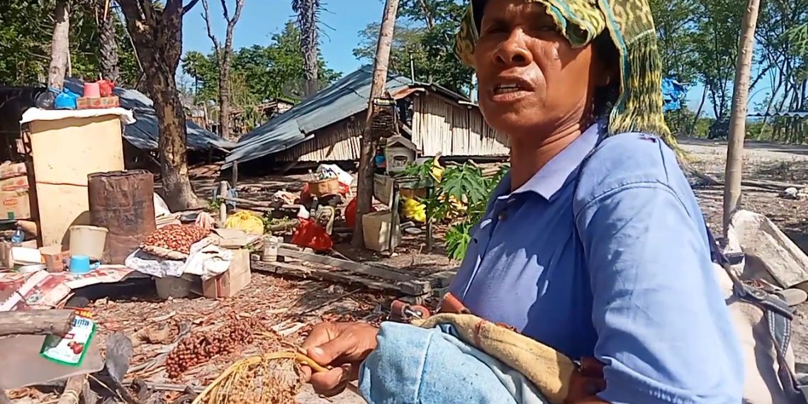 Warga Pubabu-Besipae memilih benih sorgum dari puing-puing rumah yang digusur Pemprov NTT. Komnas HAM sarankan adanya ruang dialog setara untuk penyelesaian konflik (Joe-KatongNTT)