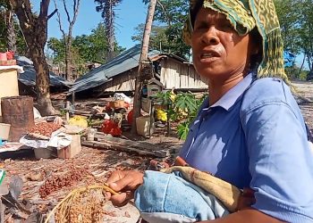 Warga Pubabu-Besipae memilih benih sorgum dari puing-puing rumah yang digusur Pemprov NTT. Komnas HAM sarankan adanya ruang dialog setara untuk penyelesaian konflik (Joe-KatongNTT)