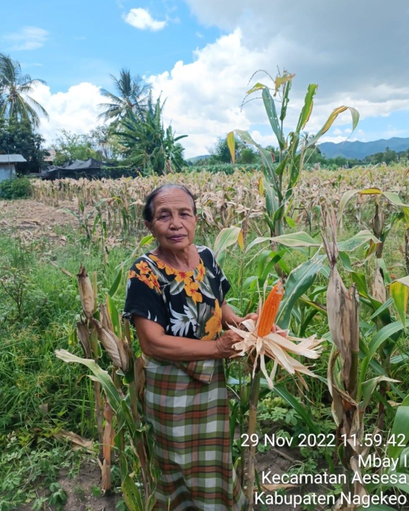 Oma Lin, petani Jagung di Mbay, Kabupaten Nagekeo, NTT (Dok.YakobusStefanusMuda)
