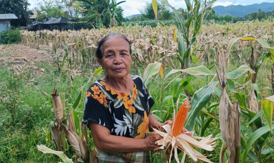 Oma Lin, petani Jagung di Mbay, Kabupaten Nagekeo, NTT (Dok.YakobusStefanusMuda)