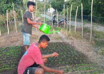 Marino petani di Sikka yang mengeluhkan pupuk subsidi langkah (Winsensius-KatongNTT.com)