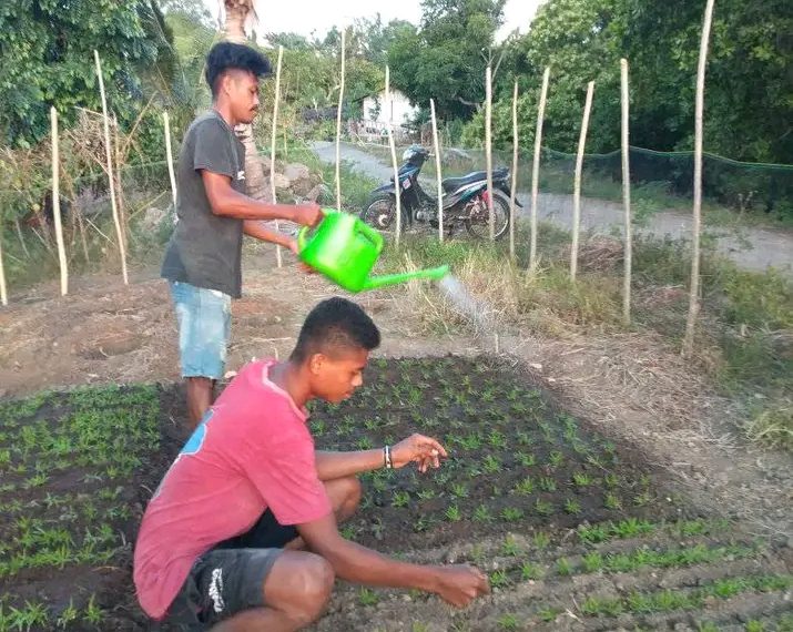 Marino petani di Sikka yang mengeluhkan pupuk subsidi langkah (Winsensius-KatongNTT.com)