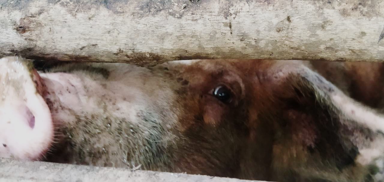 Seekor babi milik peternak di Kelurahan Kelapa Lima Kota Kupang, Provinsi Nusa Tenggara Timur, 25 Januari 2023. (Putra Bali Mula-KatongNTT.com)