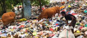 Pemulung dan sapi mengais sampah di TPA Alak, Kota Kupang demi bertahan hidup. (Putra Bali Mula - KatongNTT.com)