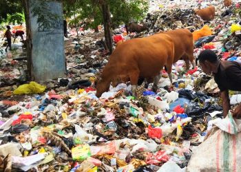 Pemulung dan sapi mengais sampah di TPA Alak, Kota Kupang demi bertahan hidup. (Putra Bali Mula - KatongNTT.com)