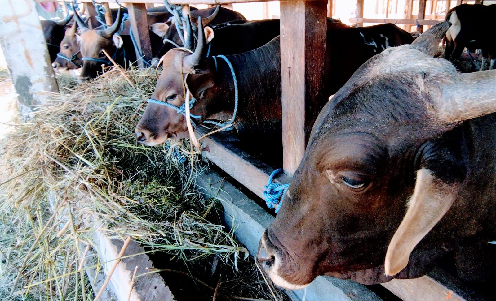 Ternak sapi di instalasi karantina BKP Kelas I Kupang. (Putra Bali Mula - KatongNTT.com)