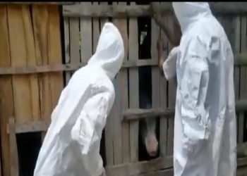 Tim Dinas Peternakan Provinsi NTT mengambil sampel darah babi milik peternak babi di satu kelurahan di Kabupaten Kupang pada Januari 2023 (Dok Dinas Peternakan NTT)