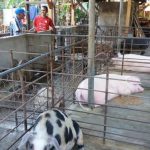 Yunus Mbura (paling kanan) peternak babi di Maumere, Kabupaten Sikka, Provinsi Nusa Tenggara Timur menjelaskan tata cara pemelihraan babi yang benar (Agrifood.id)