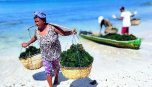 Petani di Kabupaten Kupang sedang memanen rumput laut di Pantai Oesina. (Putra Bali Mula - KatongNTT.com)