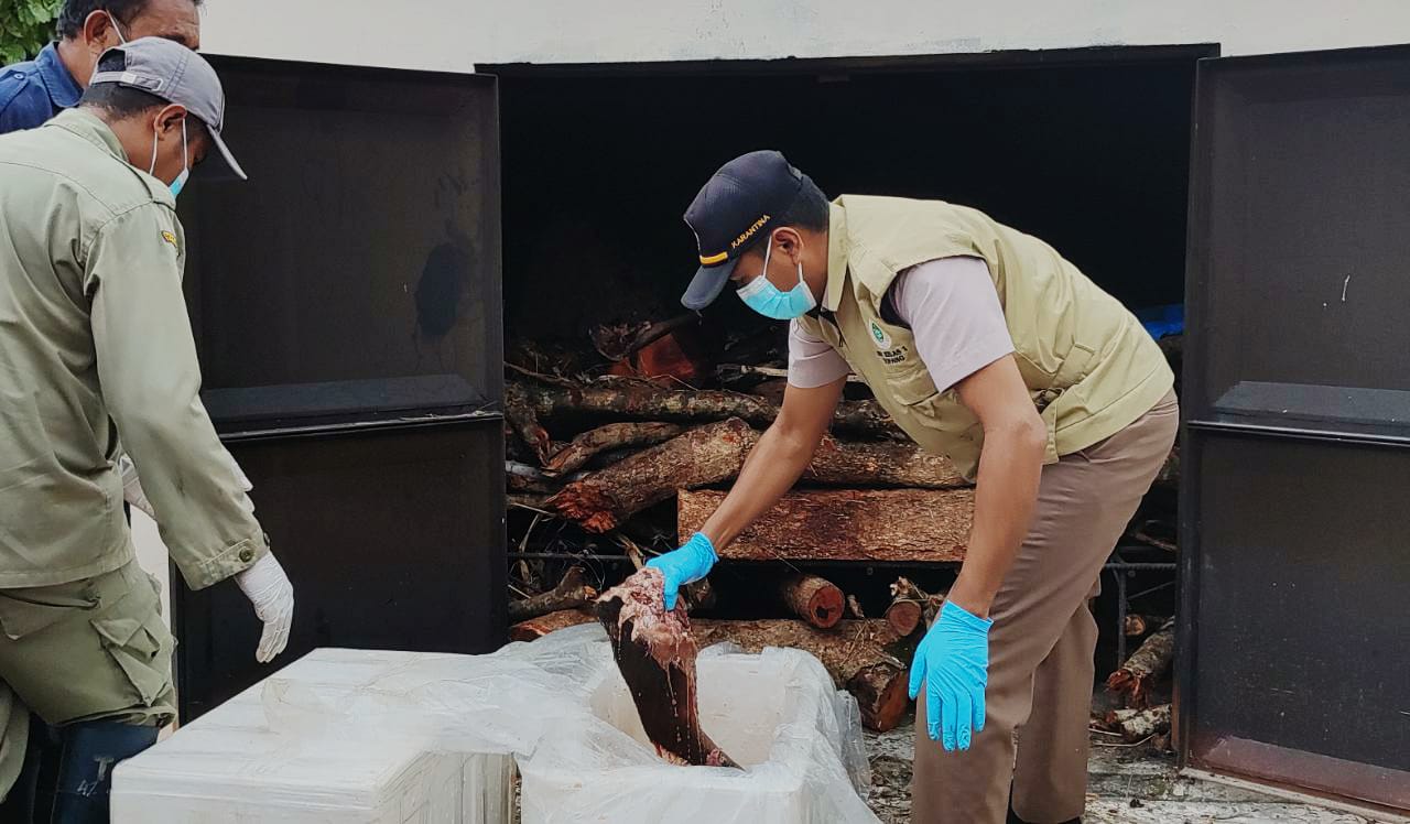Petugas mengambil daging babi hutan untuk dibakar di dalam insinerator BKP Kupang. (Dok. BKP Kelas I Kupang)