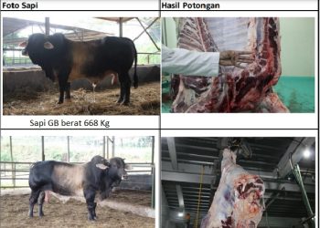 Indonesia Timur Bisa Jadi Sentra Sapi, Galiciand Blond Asal Spanyol Jadi Solusi