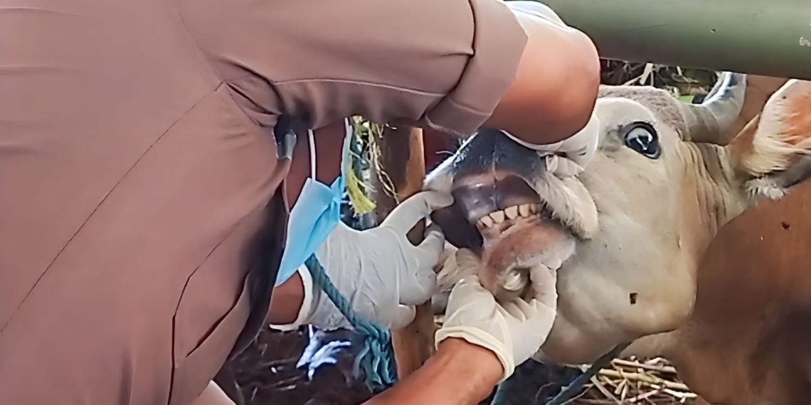 NTT Cegah Antraks Sebelum Jatuh Korban