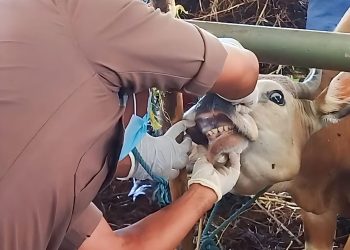 NTT Cegah Antraks Sebelum Jatuh Korban