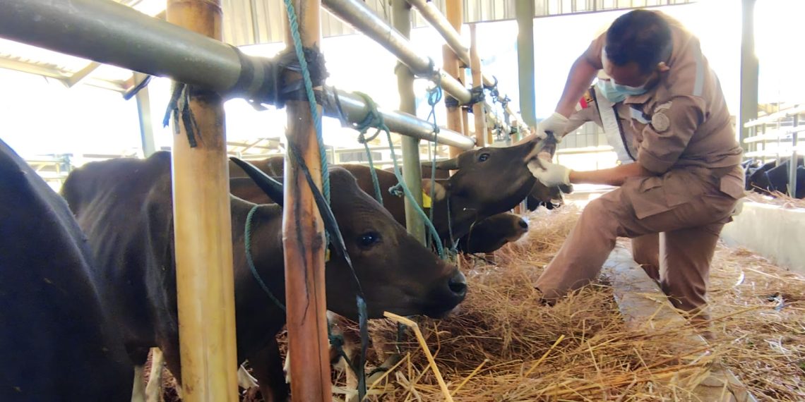 NTT Bebas Antraks, Masyarakat Tak Boleh Lengah