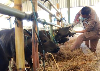 NTT Bebas Antraks, Masyarakat Tak Boleh Lengah