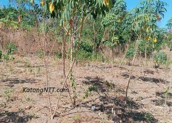 El Nino, Pangan Lokal, Bapanas, dan Cium Nasi Putih