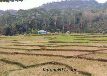 El Nino, Inflasi, dan Makan Tanpa Beli