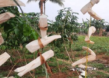 Kekeringan, Harga Beras Naik, dan Tanam Singkong