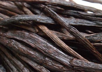 Bersinergi Tingkatkan Ekspor Vanili NTT, “Emas Hitam” yang Menjanjikan