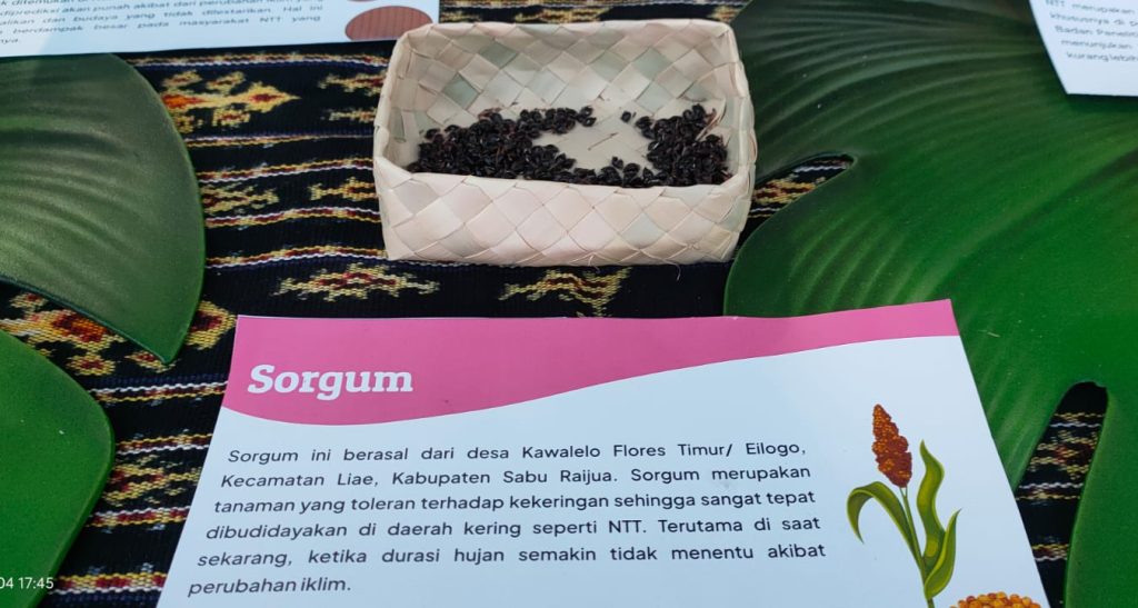 Sorgum, pangan lokal NTT yang dipamerkan di Pesta Raya Flobamoratas pada 3-4 November 2023 di Kota Kupang, (Rita Hasugian - KatongNTT.com)