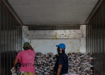 ATSEA Gagas Program Kakap Merah di Laut Arafura dan Laut Timor