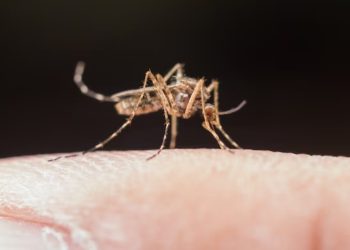 12 Warga NTT Meninggal Akibat DBD, Tertinggi di SBD