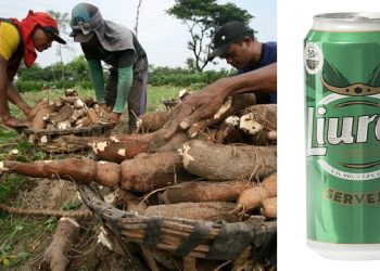 Liurai, Minuman Bir Timor Leste Diolah dari Singkong