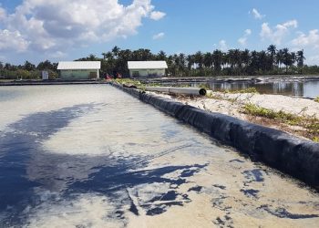 Ekspansi Garam Terus Dilakukan, Sabu Raijua Gaet Sejumlah Mitra