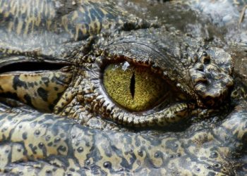 Habitatnya Rusak, Buaya Tewaskan 6 Warga NTT 