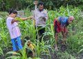 Warga Desa Kairane di NTT Rawat 9 Jenis Bibit Jagung Lokal dari Kepunahan