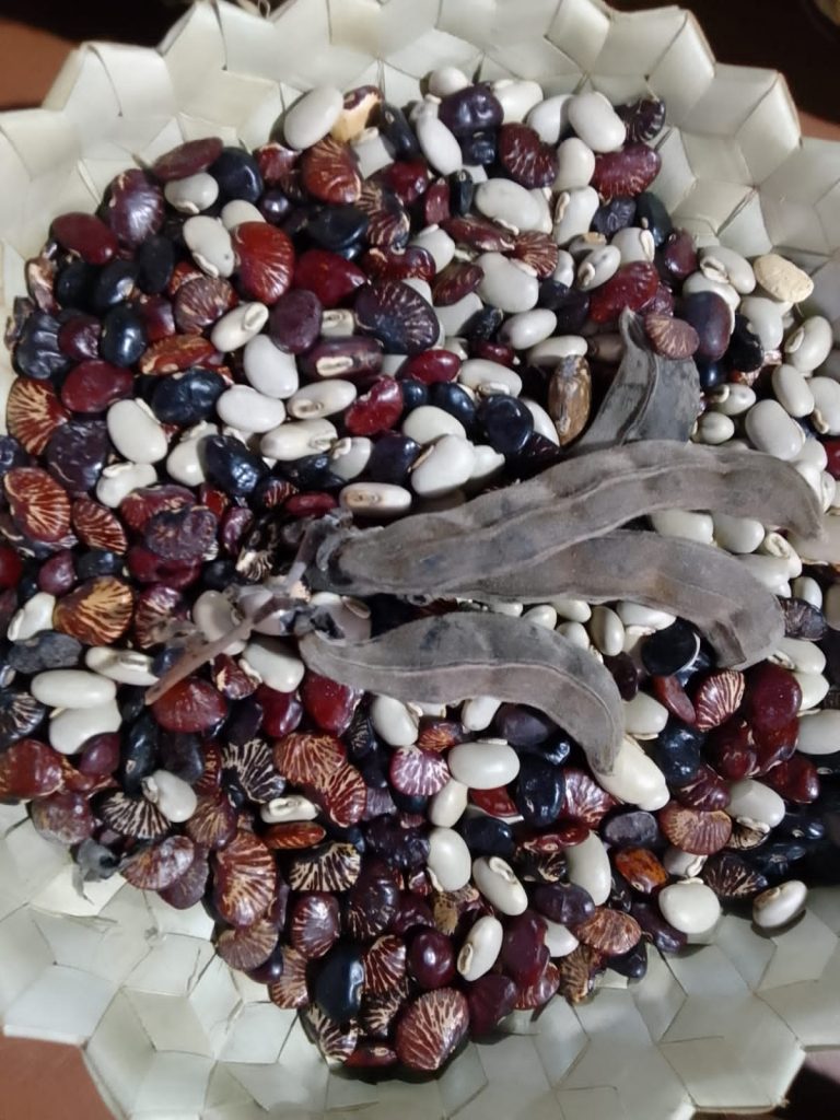 Buah kacang ipe yang beracun yang diolah oleh para perempuan Desa Hewa, Kabupaten Flores Timur agar dapat dimakan. Proses menghilangkan racun berhari-hari lamanya dengan ritual yang diturunkan secara turun temurun. (Yohanes Fandi/KatongNTT)