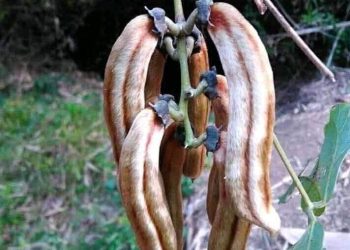 Buah kacang ipe yang mengandung racun dan tumbuh liar di pinggir kebun warga Desa Hewa, Kabupaten Flores Timur. Para perempuan Desa Hewa mengolah kacang ipe beracun agar dapat dijadikan makanan alternatif. (Yohanes Fandi/KatongNTT).