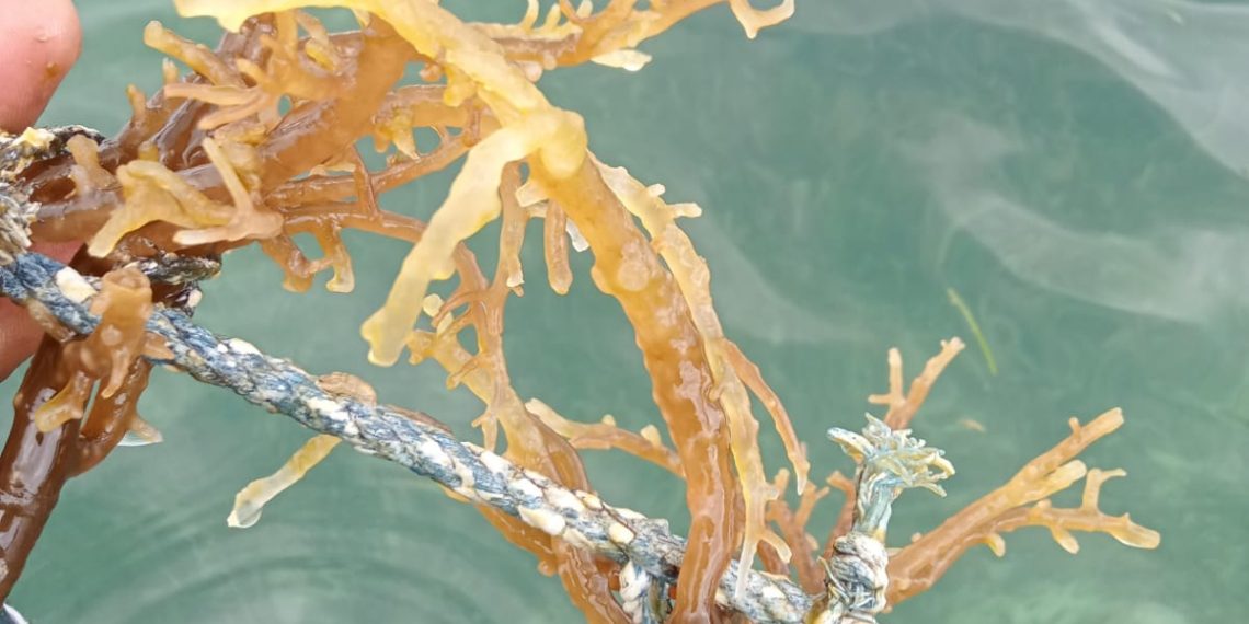 Rumput laut milik nelayan desa Lifuleo, Kabupaten Kupang rusak disebabkan limbah batubara PLTU Timor-1. (Dok. Oktaf Saketu)