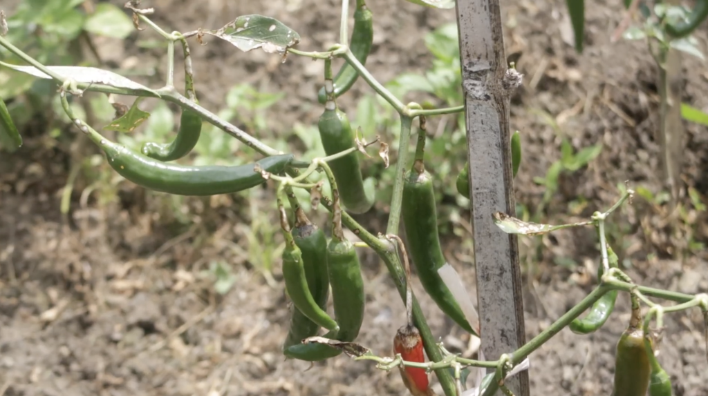 Anomali vegetasi pada tumbuhan cabe terlihat dari bintik putih di daun dan pertumbuhan stunting di lahan warga di Ijen, Bondowoso. (Dok.Magdalene.co)